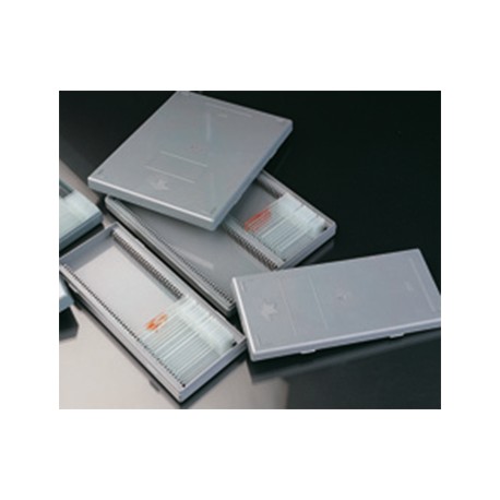 Caja 50 Portaobjetos Gris